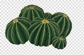 Cactus , green and white floral wreath transparent background PNG clipart