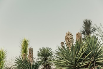Cactus Growing in Desert Free Photo 