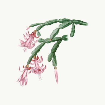 Cactus illustration, aesthetic floral illustration | Free Vector Illustration - rawpixel