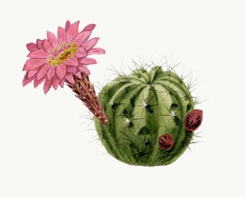 Cactus illustration, aesthetic floral illustration | Free Vector Illustration - rawpixel