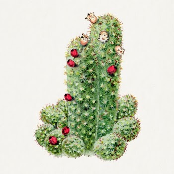 Cactus illustration, botanical drawing | Free Photo Illustration - rawpixel