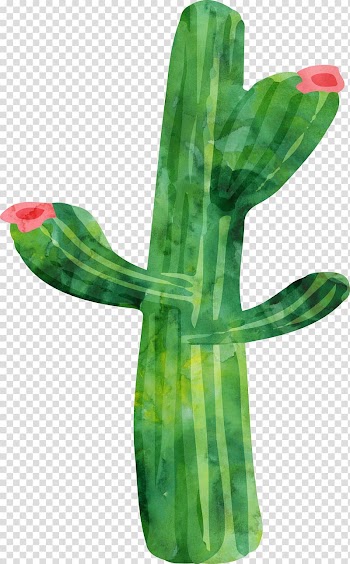 Cactus illustration, Cactaceae Watercolor painting Plant, Watercolor cactus transparent background PNG clipart