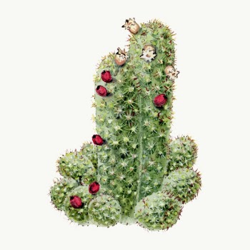 Cactus illustration vector design element | Free Vector Illustration - rawpixel