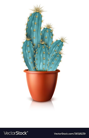 cactus in pot succulents on isolated background