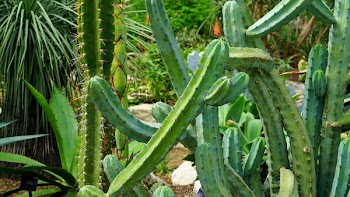 Cactus in Woods