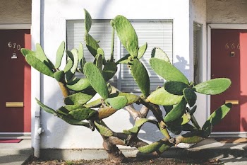 Cactus In Yard
