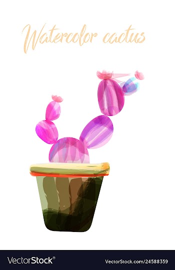 Cactus isolated on white background watercolor vector image