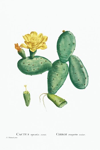 Cactus Opuntia Nana from Histoire des Plantes Grasses (1799) by Pierre.. | Free public domain illustration - 2348780