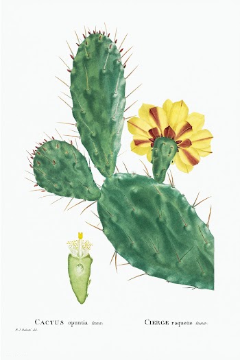 Cactus Opuntia Tuna (Prickly Pear) from Histoire des Plantes Grasses (.. | Free public domain illustration - 2348777