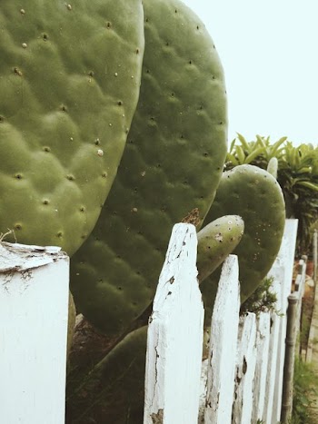 Cactus Peeking Over Picket Fence