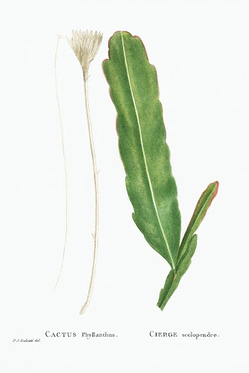 Cactus Phyllanthus (Climbing Cactus) from Histoire des Plantes Grasses.. | Free public domain illustration - 2357425