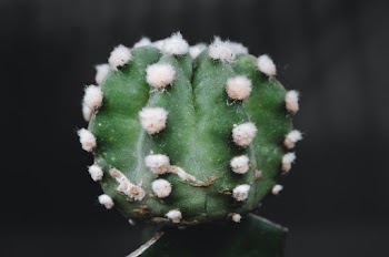 Cactus Plant