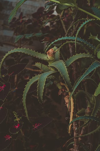 Cactus Plant