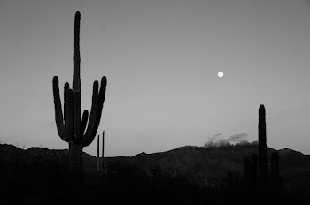 Cactus Plant 