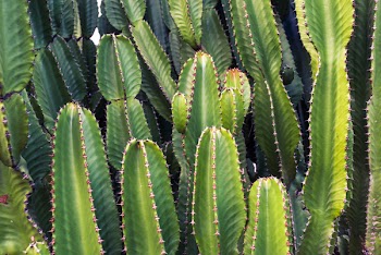 Cactus Plant
