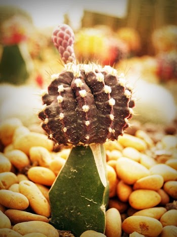 Cactus Plant
