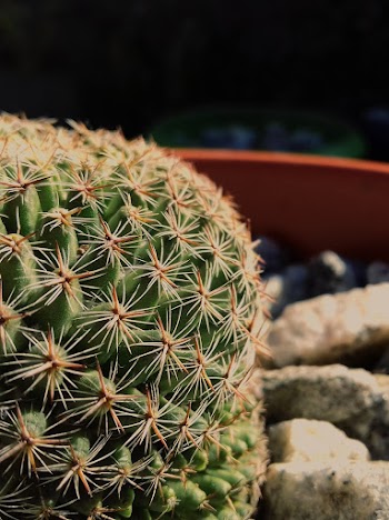Cactus Plant