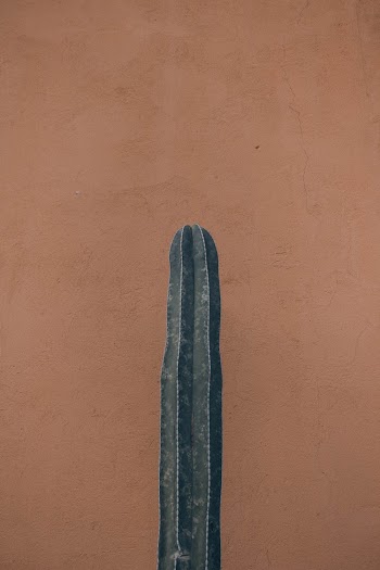 Cactus Plant