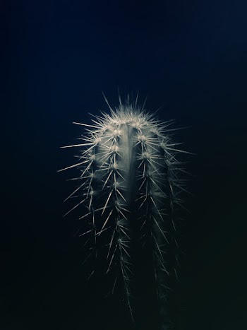 Cactus Plant Close-up Photography