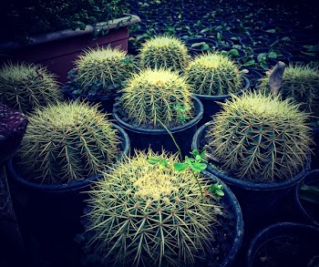 Cactus Plant Lot