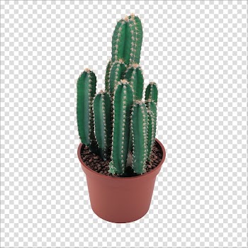 Cactus plant on brown plastic vase, Cactaceae , cactus transparent background PNG clipart