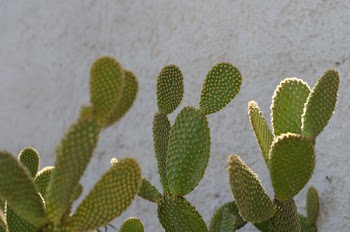 Cactus Plants