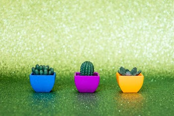 Cactus Plants