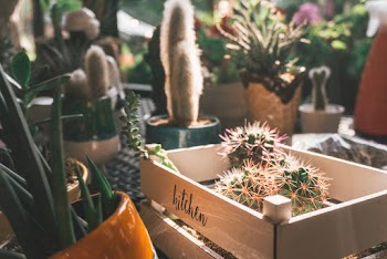 Cactus Plants