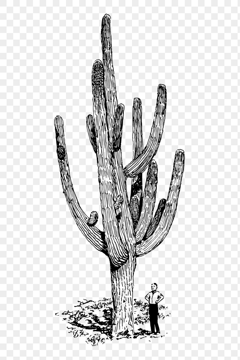 Cactus png sticker, desert plant | Free PNG - rawpixel