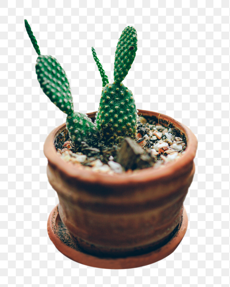 Cactus png sticker, transparent background | Free PNG - rawpixel