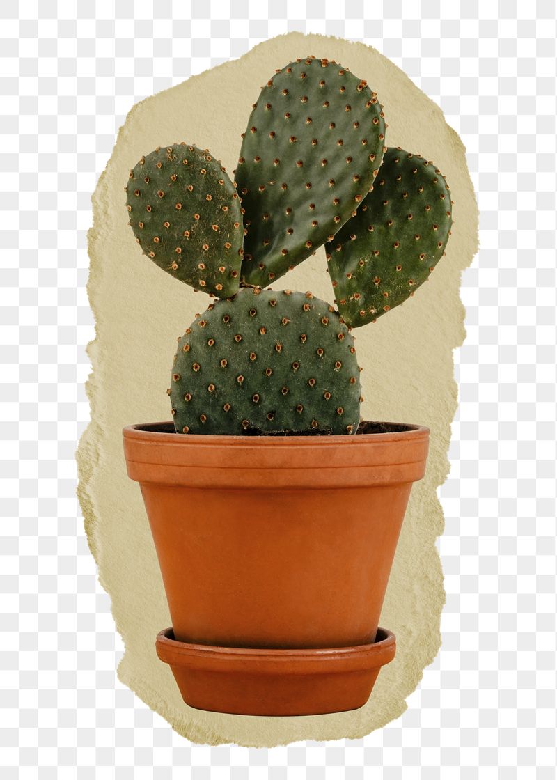 Cactus pot png ripped paper | Free PNG - rawpixel