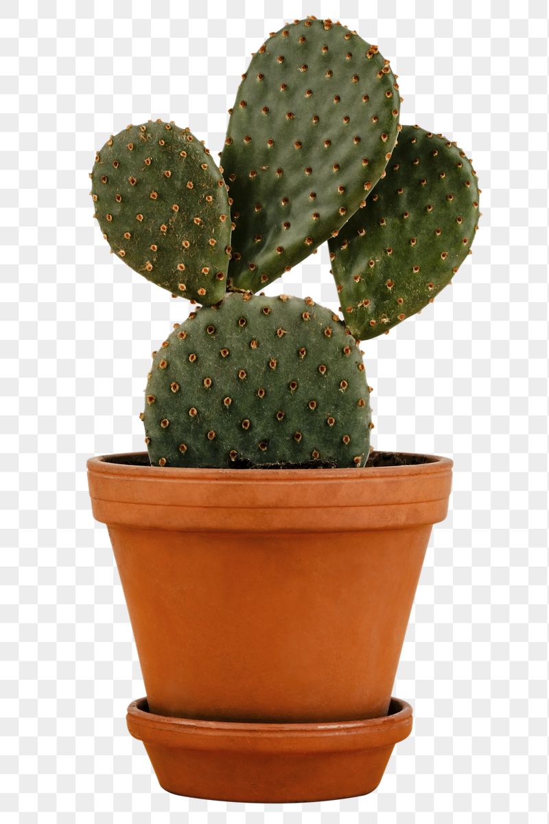 Cactus pot png sticker, houseplant, | Free PNG - rawpixel