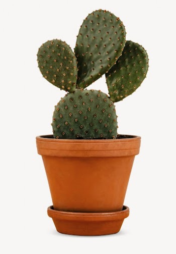 Cactus pot sticker, houseplant, home | Free PSD - rawpixel