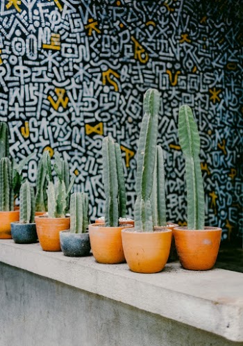 Cactus pots
