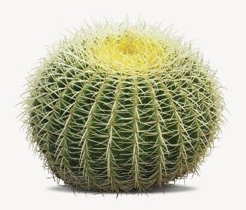 Cactus sticker, desert plant isolated | Free PSD - rawpixel