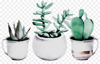 Cactus Succulent plant Watercolor painting Drawing Art -  