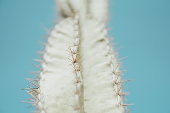 Cactus summer