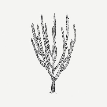 Cactus tree clipart, vintage plant | Free PSD Illustration - rawpixel