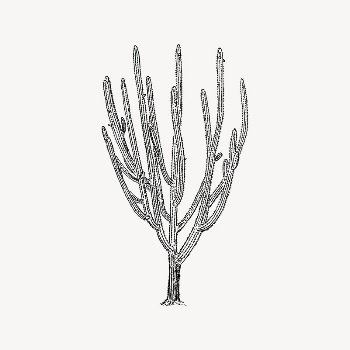 Cactus tree drawing, vintage plant | Free Vector Illustration - rawpixel