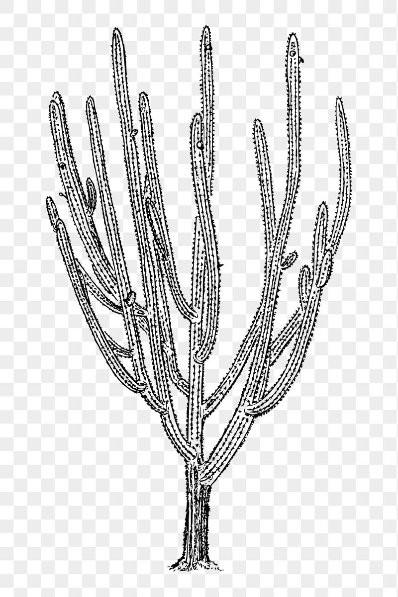 Cactus tree png sticker, vintage | Free PNG - rawpixel