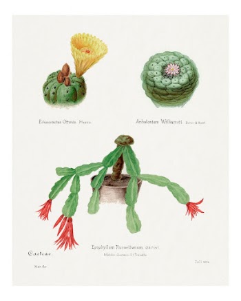 Cactus vintage art print, Peyote, | Free Photo - rawpixel