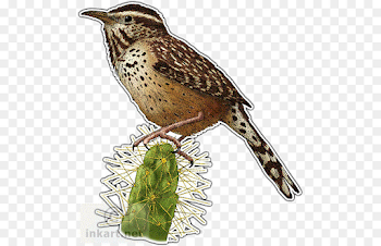 Cactus wren Bird - Wren Png png download - 535*580 - Free ...