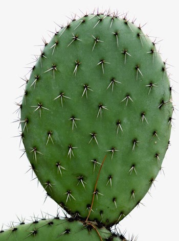 cactusCN_9273.jpg