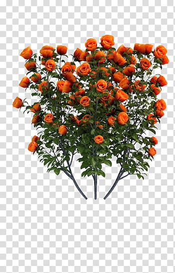 Cactuses and Plants, orange rose transparent background PNG clipart