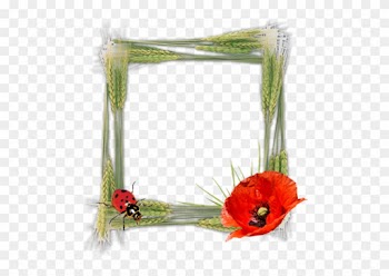 Cadres Et Bordures - Picture Frame