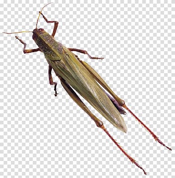 Caelifera Beetle Animal Locust Butterfly, Insect grasshopper animal transparent background PNG clipart