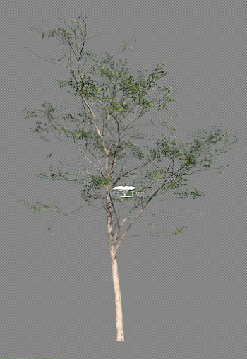 Caesalpina ferrea (Autumn 2) | Common name: Leopard Tree | PNGs ...