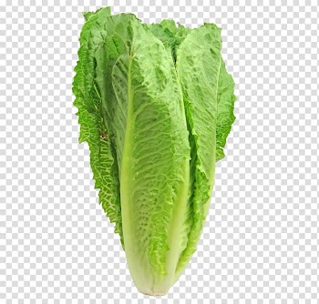 Caesar salad Iceberg lettuce Romaine lettuce Leaf vegetable Red leaf lettuce, lettuce transparent background PNG clipart
