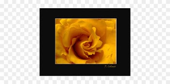 Cafe Fine Art Order Printing Online - Garden Roses