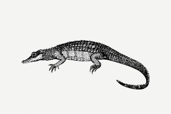 Caiman, crocodile clipart, vintage animal | Free PSD Illustration - rawpixel